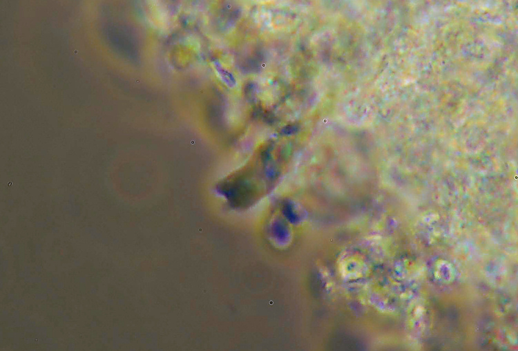 Crosta bianca da det. - foto 7006 (Crustomyces subabruptus)